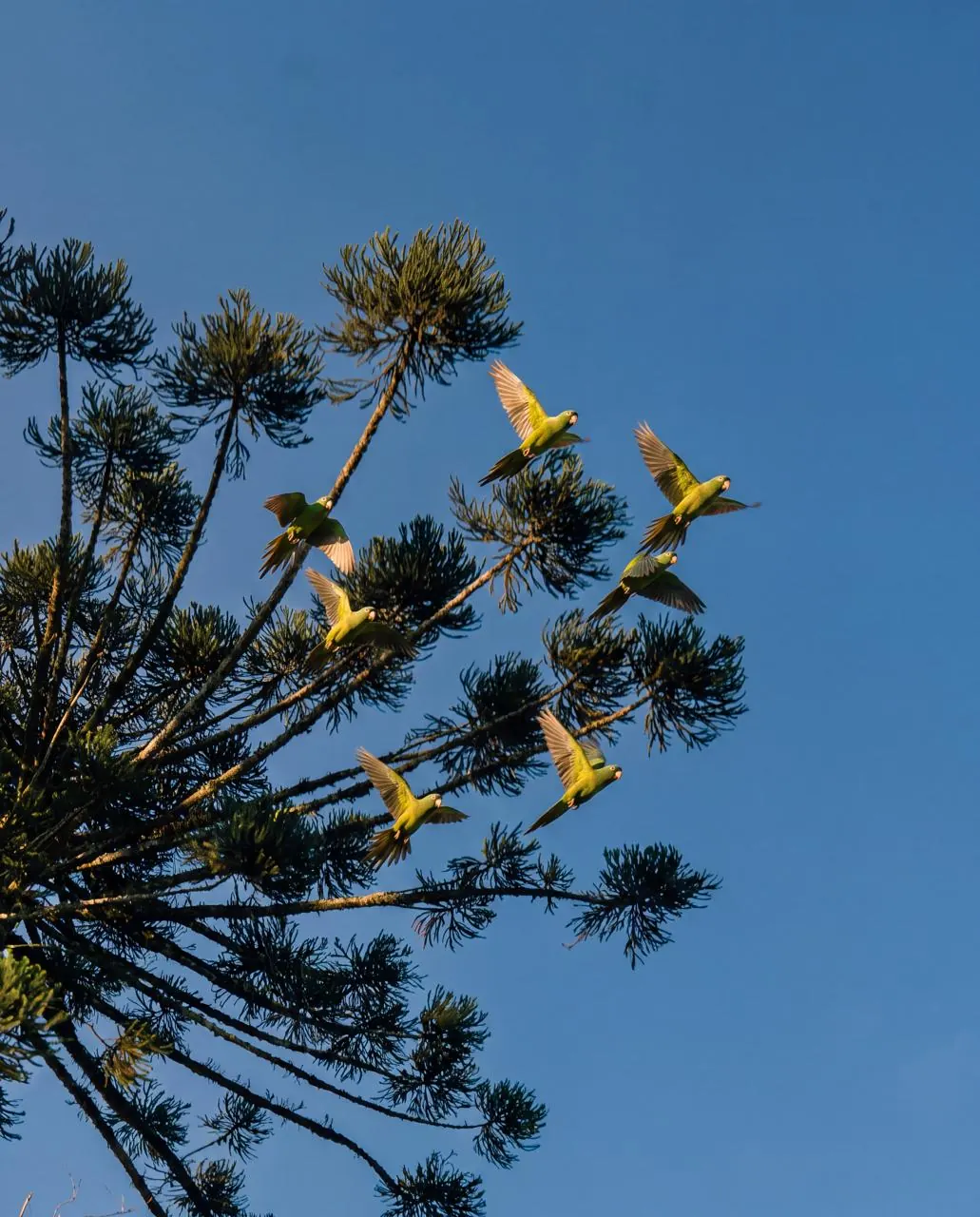 Araucária contra o céu azul da serra